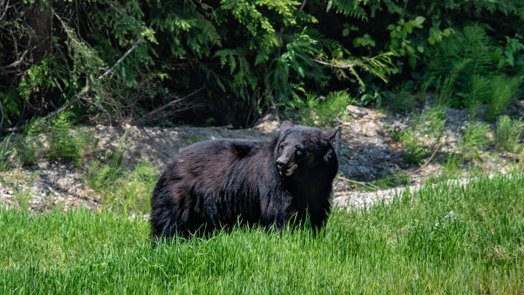 Black Bear - Taken in Canada