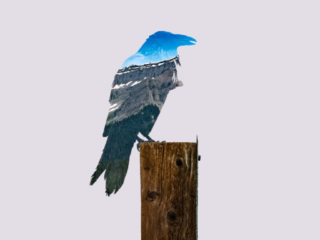 Double Exposure Crow Graphic